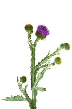 Thistle isolated on white background clipart