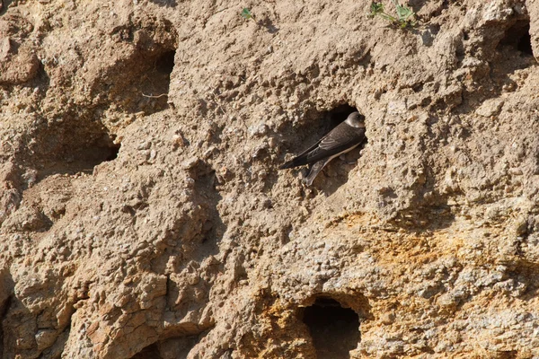 Les nids d'hirondelles dans une carrière de sable — Photo