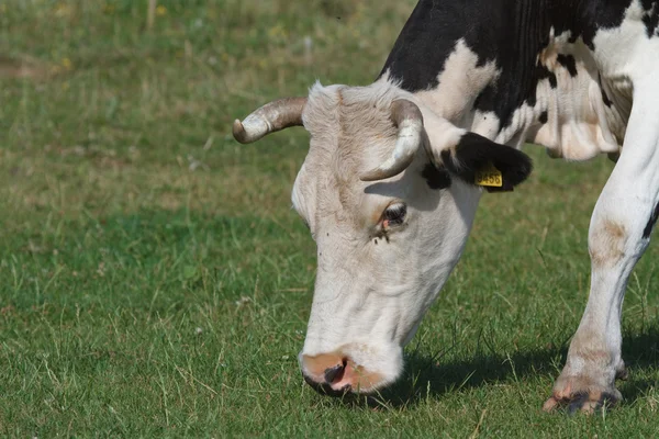 En ko skrubbsår — Stockfoto