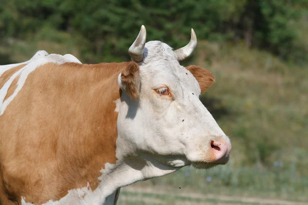 Portret van een landbouwer koe — Stockfoto