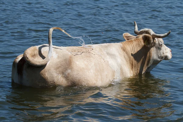 Kráva se koupali v řece — Stock fotografie