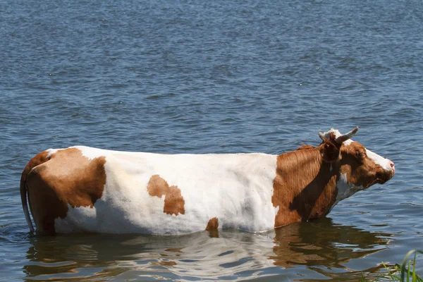 Vaca salva do calor do verão no rio — Fotografia de Stock