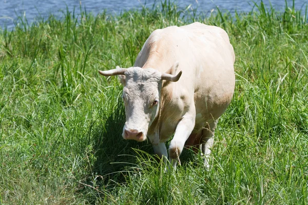 Λευκή αγελάδα είναι στο πράσινο καταπράσινο γρασίδι — Φωτογραφία Αρχείου