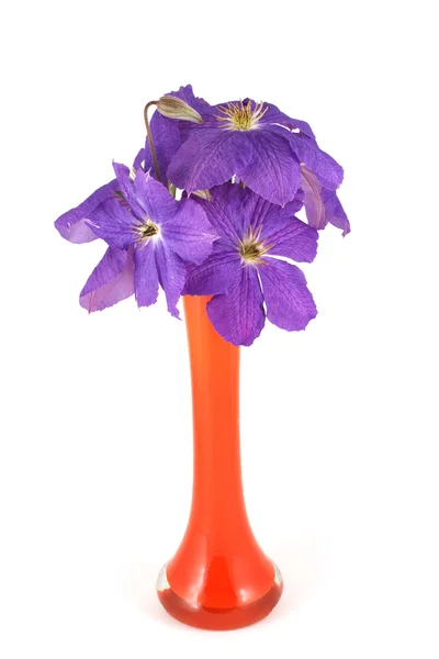 クレマチスの花の花瓶 — ストック写真
