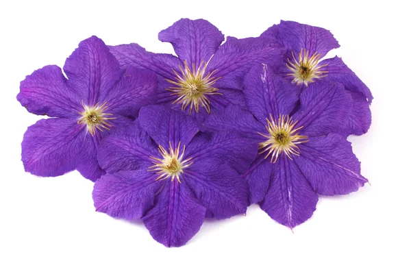 紫色铁线莲花卉上白色隔离 — 图库照片