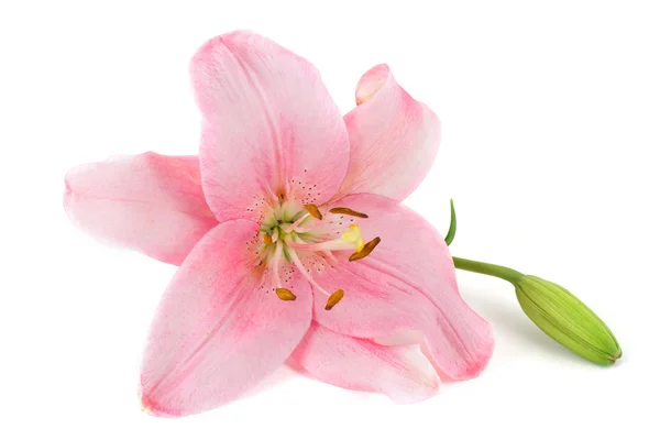 Pink lily isolated on white — Stock Photo, Image