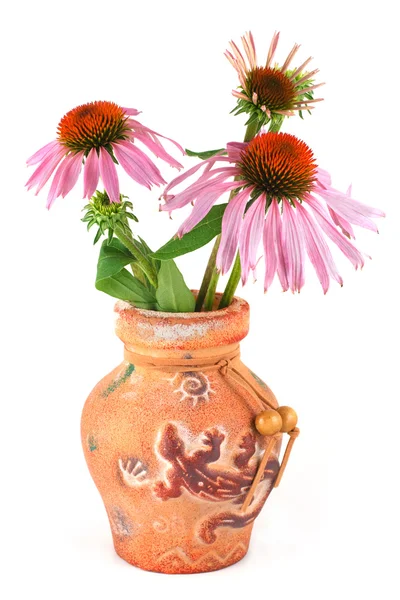 A bouquet of flowers of Echinacea purpurea in a clay vase — Stock Photo, Image