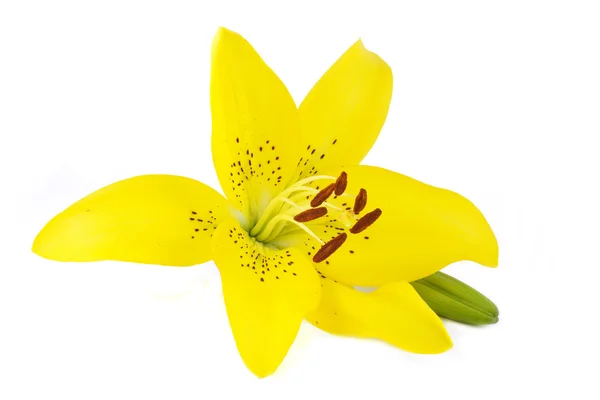 Flor de lirio amarillo con un brote aislado sobre fondo blanco — Foto de Stock
