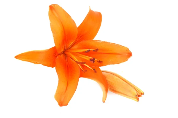 白で隔離される芽とオレンジ色のユリ — ストック写真