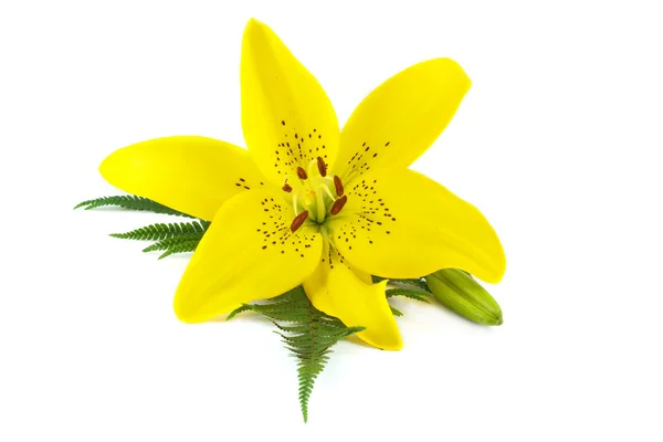 Fern ile sarı zambak yaprak üzerinde izole beyaz arka plan — Stok fotoğraf
