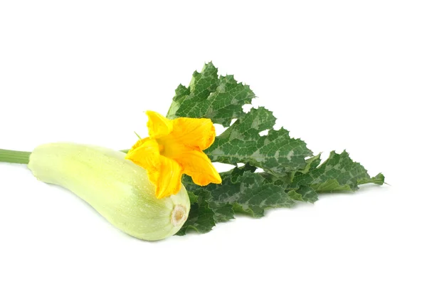 Färsk zucchini med blomma och blad isolerad på vit — Stockfoto