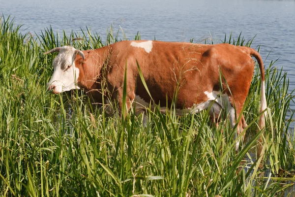 A vaca é devolvida à rega — Fotografia de Stock