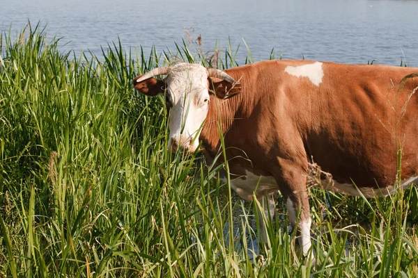 Krowa pozuje do zdjęcia — Zdjęcie stockowe