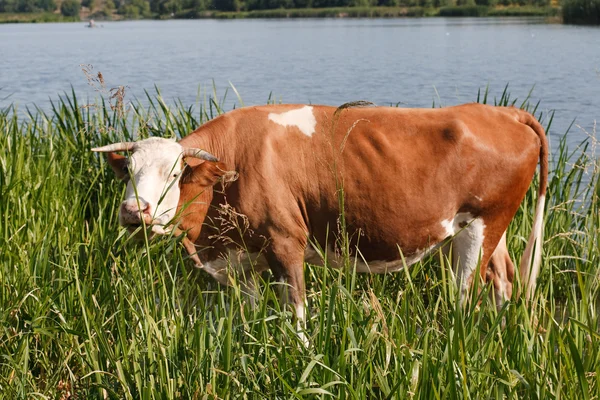 Uma jovem vaca junto ao rio — Fotografia de Stock