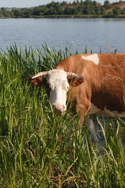 Vaca nos juncos junto ao rio — Fotografia de Stock