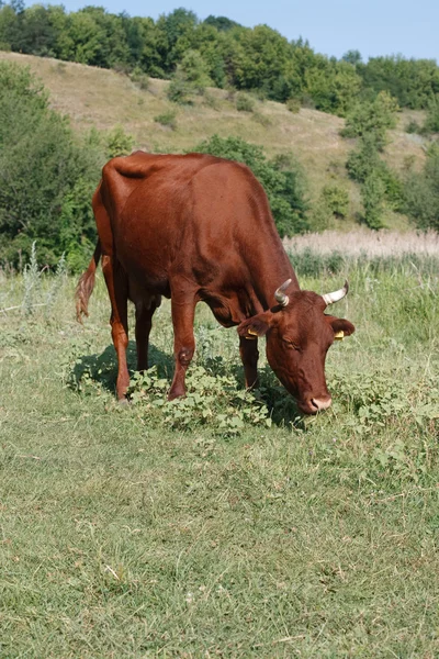 Vacker brun ko bete i en betesmark — Stockfoto