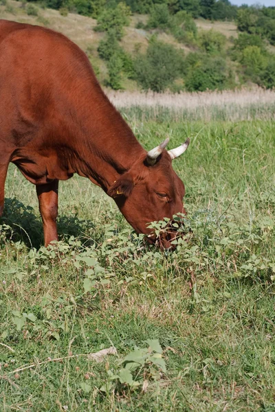 Krásná hnědá kráva jíst trávu — Stock fotografie