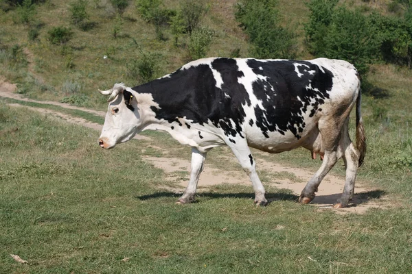 牛は農村の歩道を行く — ストック写真