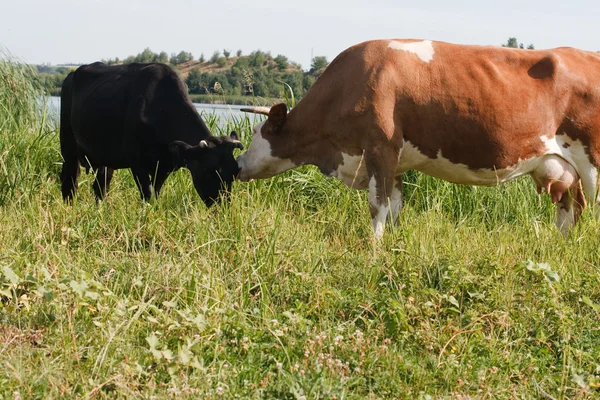 De vergadering van twee koeien — Stockfoto