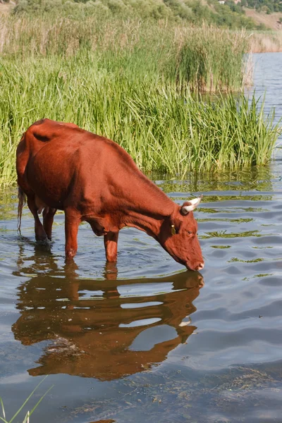 Бурая корова пьет воду из реки — стоковое фото