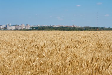 kırsal buğday alanı
