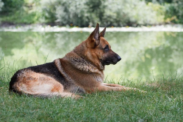 German Shepherd sitting by the lake — Stock Photo, Image