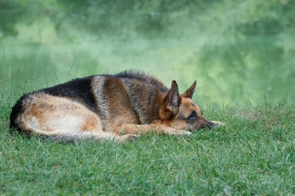 说谎的湖岸边的德国牧羊犬 — 图库照片