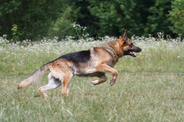 Running German Shepherd — Stock Photo, Image