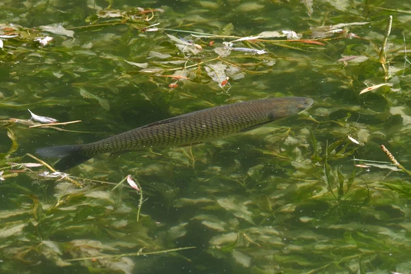 stock image A fish pond to swim