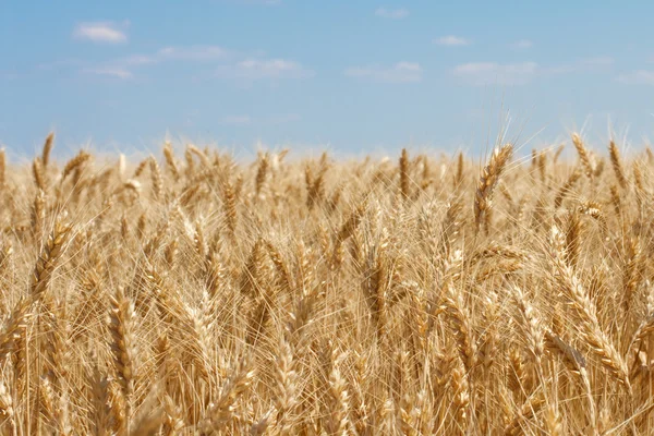 stock image Wheat field and blue sky