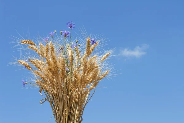 Um monte de trigo com flores de milho — Fotografia de Stock