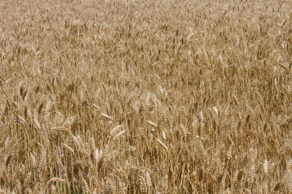 buğday tarlası