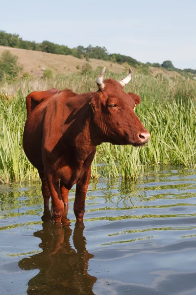 The cow came the watering — Stock Photo, Image
