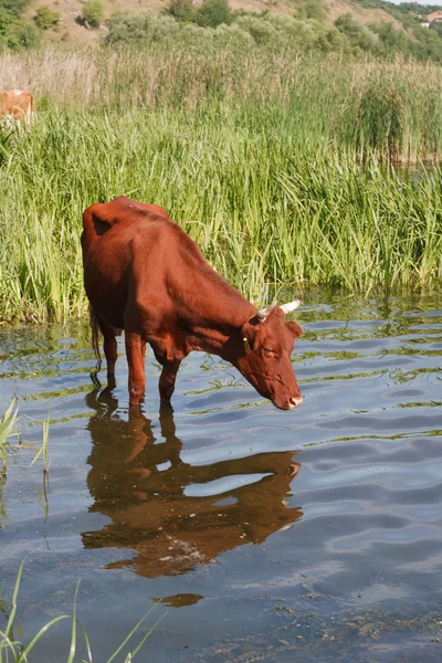 The brown cow standing in water — Stockfoto