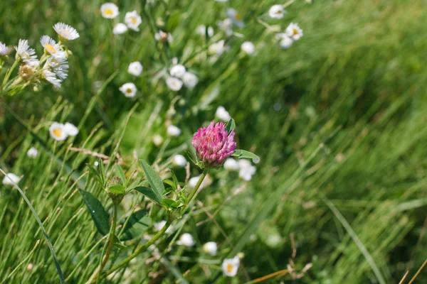 Clover flower in green grass — Stock Photo, Image