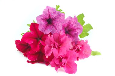 Bouquet of multicolored petunias isolated on white clipart