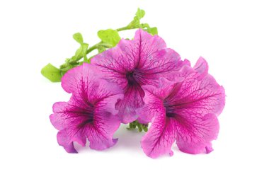 A bouquet of purple petunias isolated on white clipart