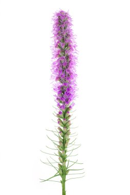 Liatris flower isolated on white background clipart