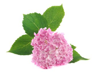 Pink hydrangea isolated clipart