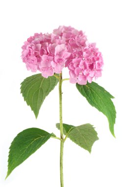 Pink hydrangea isolated on white clipart
