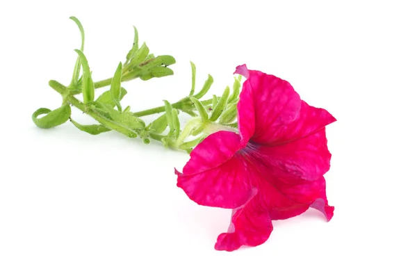 Beyaz arka plan üzerinde izole parlak kırmızı çiçek Petunya — Stok fotoğraf