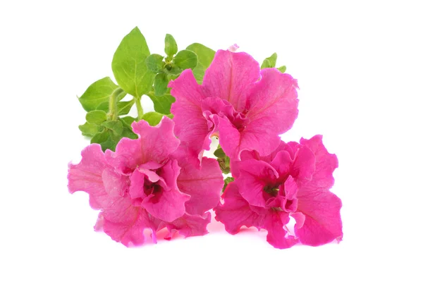 A bouquet of pink petunias isolated on white — Stock Photo, Image
