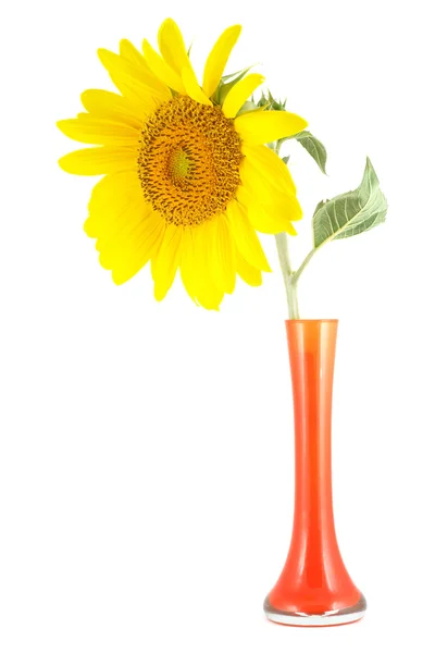 Isolated sunflower vase — Stock Photo, Image