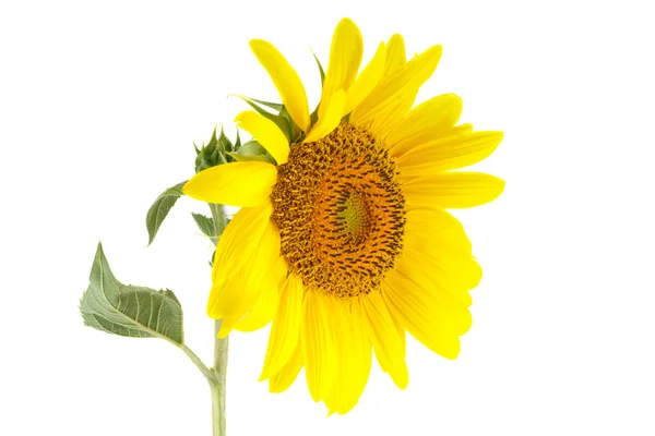 Sunflower and bud isolated on white background — Stock Photo, Image