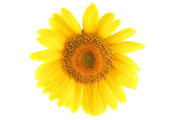 Sunflower isolated on a white background — Stock Photo, Image