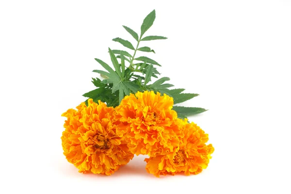 Double yellow marigolds isolated on white — Stock Photo, Image