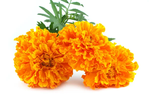 Marigolds isolated on white — Stock Photo, Image