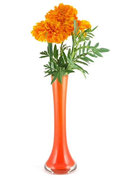 stock image Marigolds in a vase isolated on white