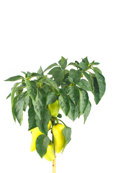 Fresh yellow pepper. Bush. — Stock Photo, Image
