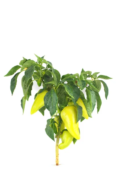Bush žluté papriky, izolované na bílém — Stock fotografie